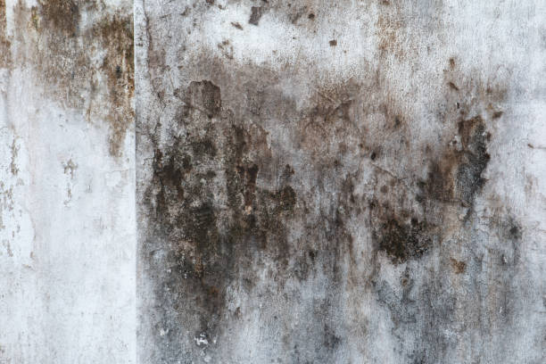 Best Real Estate Mold Inspection  in Heber Overgaard, AZ
