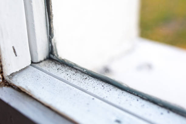 Best Black Mold Removal  in Heber Overgaard, AZ