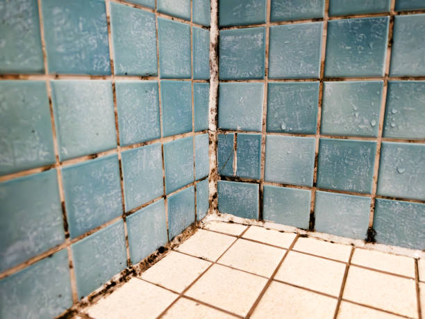Best Mold Removal for HVAC Installations  in Heber Overgaard, AZ