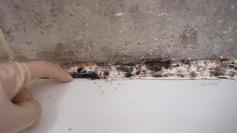 Best Mold Remediation for Healthcare Facilities  in Heber Overgaard, AZ